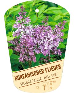 Syringa patula 'Miss Kim', Bildhängeetikett VS