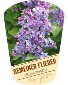 Syringa vulgaris, Bildhängeetikett VS