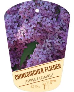 Syringa x chinensis, Bildhängeetikett VS