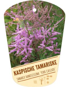 Tamarix ramosissima 'Pink Cascade', Bildhängeetikett VS