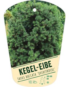 Taxus baccata 'Overeynderi', Bildhängeetikett VS