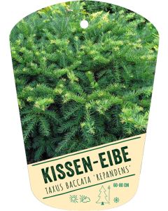 Taxus baccata 'Repandens', Bildhängeetikett VS