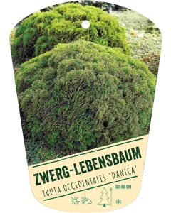 Thuja occidentalis 'Danica', Bildhängeetikett VS