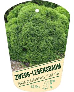 Thuja occidentalis 'Tiny Tim', Bildhängeetikett VS