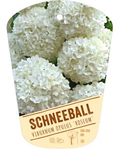 Viburnum opulus 'Roseum', Bildhängeetikett VS: