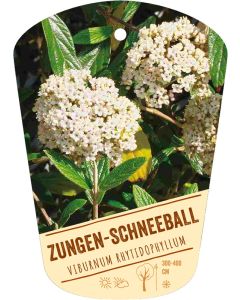 Viburnum rhytidophyllum, Bildhängeetikett VS