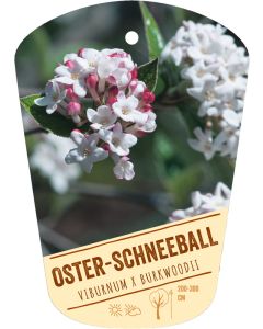 Viburnum x burkwoodii, Bildhängeetikett VS: