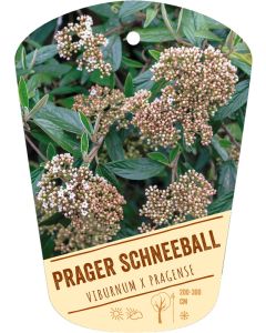 Viburnum x pragense, Bildhängeetikett VS