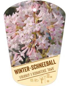 Viburnum x bodnantense 'Dawn', Bildhängeetikett VS: