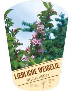 Weigela florida, Bildhängeetikett VS