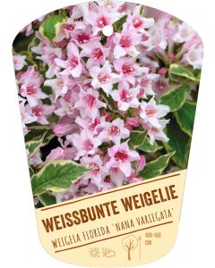 Weigela florida 'Nana Variegata', Bildhängeetikett VS