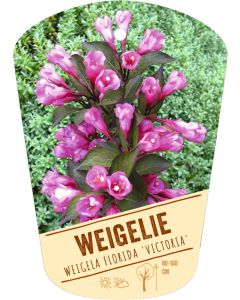 Weigela florida 'Victoria', Bildhängeetikett VS