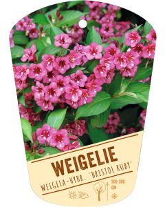 Weigela-Hybr. 'Bristol Ruby', Bildhängeetikett VS