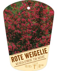 Weigela Hybride 'Eva Rathke', Bildhängeetikett VS: