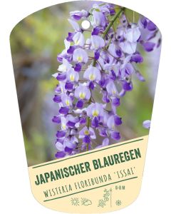 Wisteria floribunda 'Issai', Bildhängeetikett VS