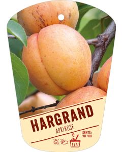 Prunus armeniaca 'Hargrand', Bildhängeetikett VS: