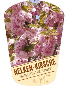 Prunus serrulata 'Kanzan', Bildhängeetikett VS