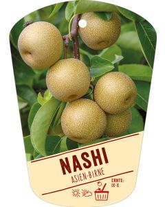 Pyrus communis 'Nashi', Bildhängeetikett VS: