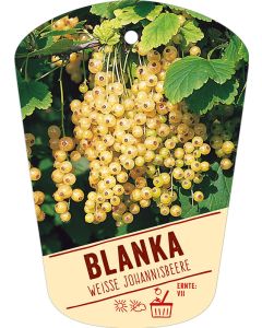 Ribes rubrum 'Blanka', Bildhängeetikett VS: