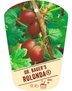 Ribes uva-crispa v. sativum 'DR. BAUER'S (R) ROLONDA'(S), Bildhängeetikett VS: