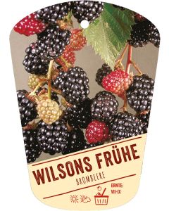 Rubus fruticosus 'Wilsons Frühe', Bildhängeetikett VS