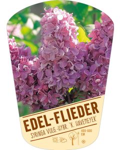 Syringa Vulg.-Hy. 'K. Havemeyer', Bildhängeetikett VS: