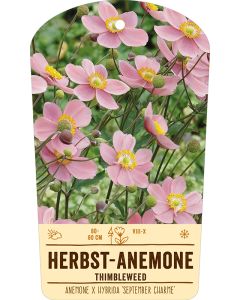 Bildstabetikett Clipios, Anemone x hybrida 'September Charme', 50 Stück je Bündel inkl. 27 cm Bambusstäbe