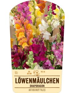 Bildstabetikett Clipios, Antirrhinum majus, 50 Stück je Bündel inkl. 27 cm Bambusstäbe