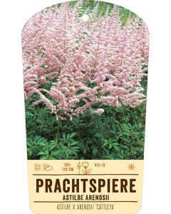 Bildstabetikett Clipios, Astilbe x arendsii 'Cattleya' , 50 Stück je Bündel inkl. 27 cm Bambusstäbe