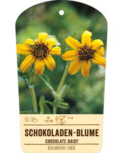 Bildstabetikett Clipios, Berlandiera lyrata, 50 Stück je Bündel inkl. 27 cm Bambusstäbe