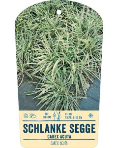 Bildstabetikett Clipios, Carex acuta, 50 Stück je Bündel inkl. 27 cm Bambusstäbe