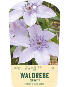 Bildhängeetikett Clipios - Clematis 'Hagley Hybrid', 50 Stück je Bündel