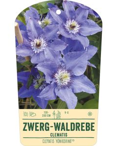 Bildhängeetikett Clipios - Clematis 'Königskind'(R), 50 Stück je Bündel