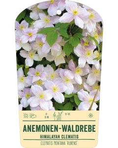 Bildhängeetikett Clipios - Clematis montana 'Rubens', 50 Stück je Bündel