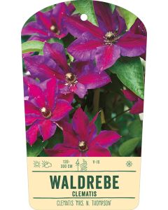 Bildhängeetikett Clipios - Clematis 'Mrs. N. Thompson', 50 Stück je Bündel