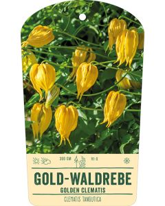 Bildhängeetikett Clipios - Clematis tangutica, 50 Stück je Bündel