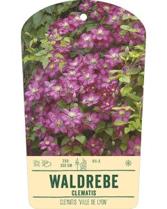 Bildhängeetikett Clipios - Clematis 'Ville de Lyon', 50 Stück je Bündel