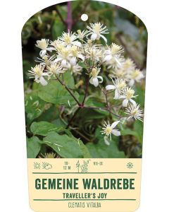 Bildhängeetikett Clipios - Clematis vitalba, 50 Stück je Bündel