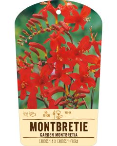 Bildstabetikett Clipios, Crocosmia x crocosmiiflora, 50 Stück je Bündel inkl. 27 cm Bambusstäbe