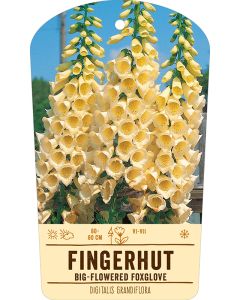 Bildstabetikett Clipios, Digitalis grandiflora, 50 Stück je Bündel inkl. 27 cm Bambusstäbe