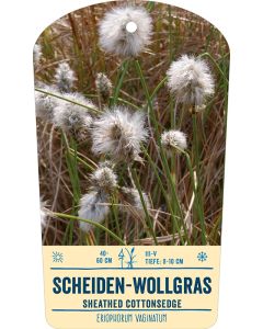 Bildstabetikett Clipios, Eriophorum vaginatum, 50 Stück je Bündel inkl. 27 cm Bambusstäbe