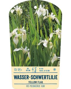 Bildstabetikett Clipios, Iris pseudacorus 'Alba', 50 Stück je Bündel inkl. 27 cm Bambusstäbe