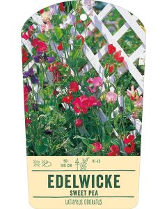 Bildstabetikett Clipios, Lathyrus odoratus, 50 Stück je Bündel inkl. 27 cm Bambusstäbe