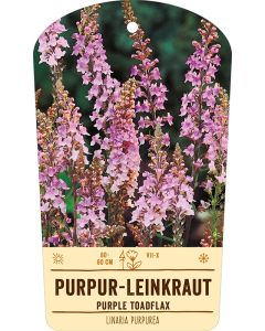Bildstabetikett Clipios, Linaria purpurea, 50 Stück je Bündel inkl. 27 cm Bambusstäbe