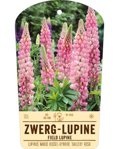 Bildstabetikett Clipios, Lupinus Nanus Russel-Hybr. 'Gallery Rosa', 50 Stück je Bündel inkl. 27 cm Bambusstäbe