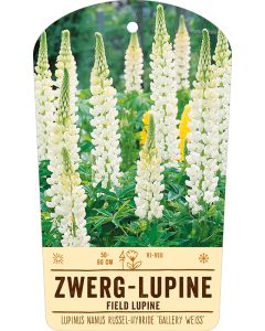Bildstabetikett Clipios, Lupinus Nanus Russel-Hybr. 'Gallery Wei', 50 Stück je Bündel inkl. 27 cm Bambusstäbe