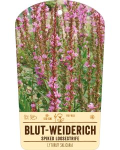 Bildstabetikett Clipios, Lythrum salicaria, violett-rosa, 80-120 cm, 50 Stück je Bündel inkl. 27 cm Bambusstäbe