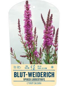 Bildstabetikett Clipios, Lythrum salicaria, violett-rosa, 100 - 150 cm, Blut-Weiderich, 50 Stück je Bündel inkl. 27 cm Bambusstäbe