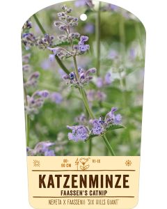 Bildstabetikett Clipios, Nepeta x faassenii 'Six Hills Giant', 50 Stück je Bündel inkl. 27 cm Bambusstäbe