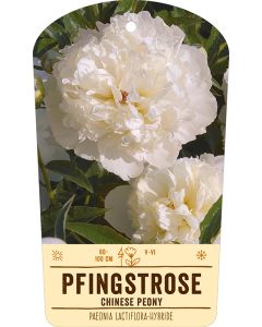 Bildstabetikett Clipios, Paeonia Lactiflora, weiß, 50 Stück je Bündel inkl. 27 cm Bambusstäbe